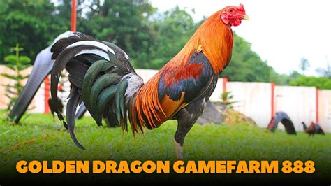Golden dragon gamefarm 888 .